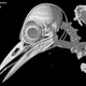 Field Museum of Natural History/Digimorph